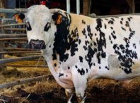 Le veau, la vache, et le territoire de Patrice Gérard