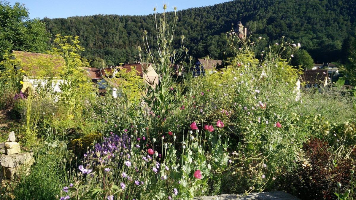 image de la biodiversité