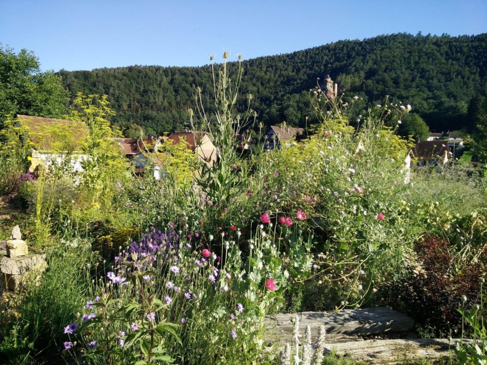 image de la biodiversité