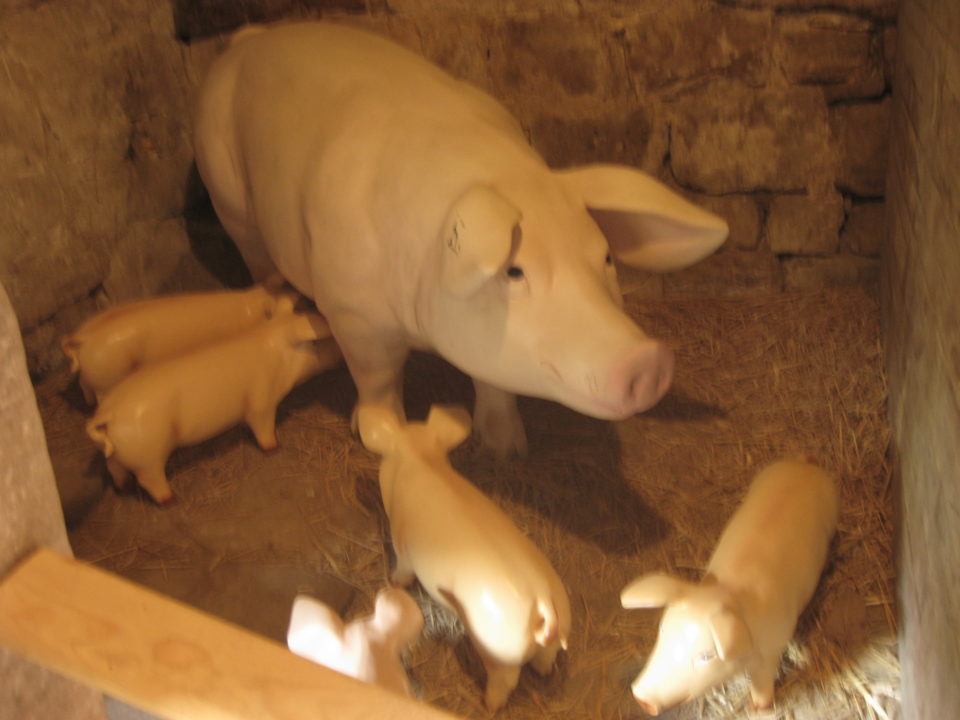 La transformation du cochon