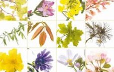 Les fleurs de Bach