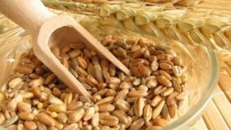 Grains d'épeautre