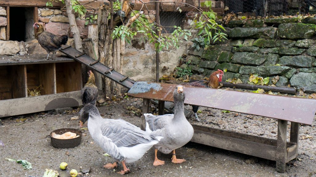Oies et poules©Motion in Mind
