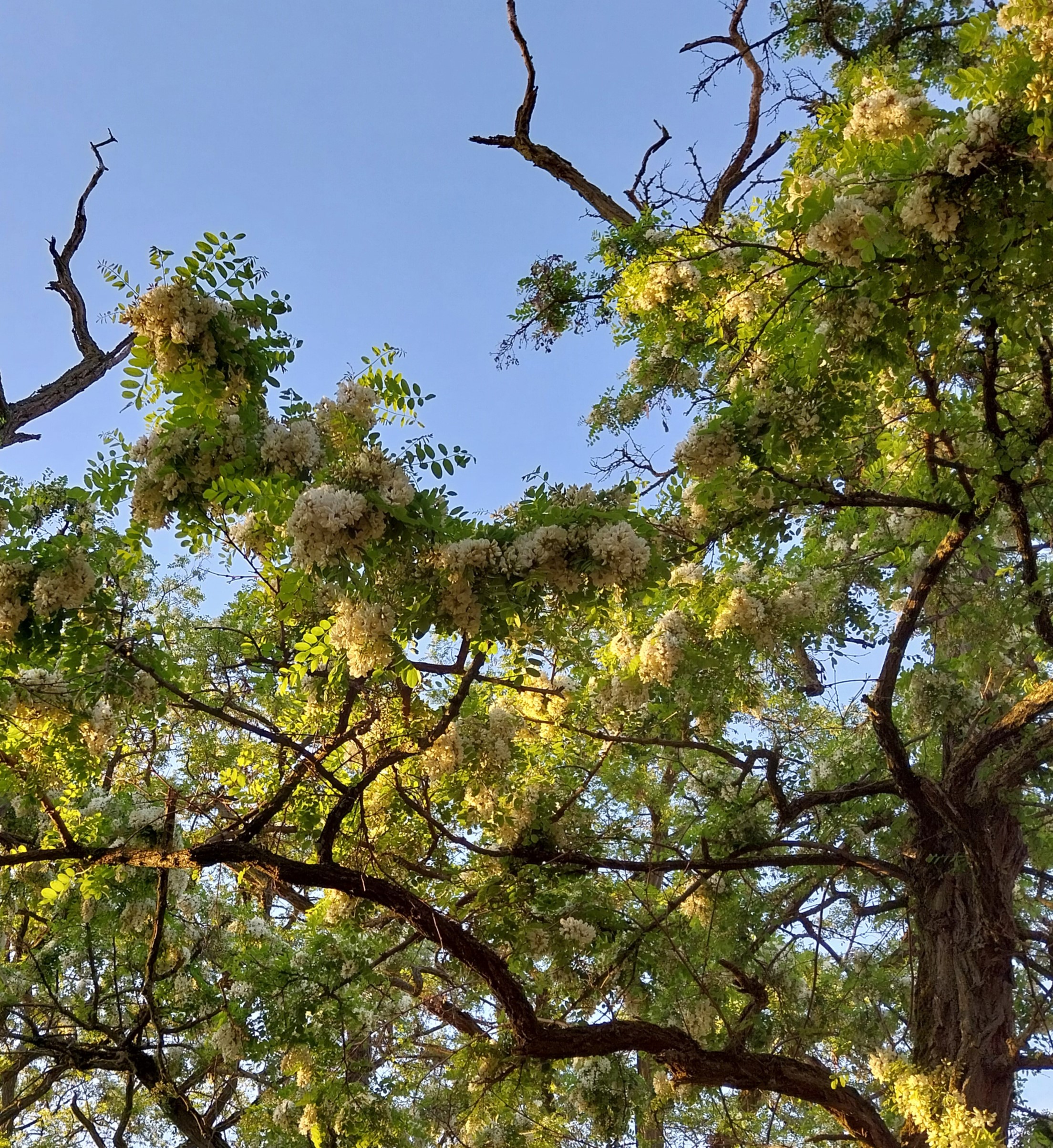 Conférence : "The Wood Wide Web, La toile des réseaux forestiers"